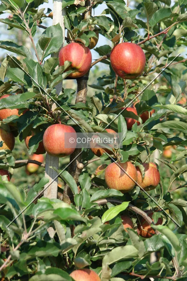 Apples grown on an apple plant