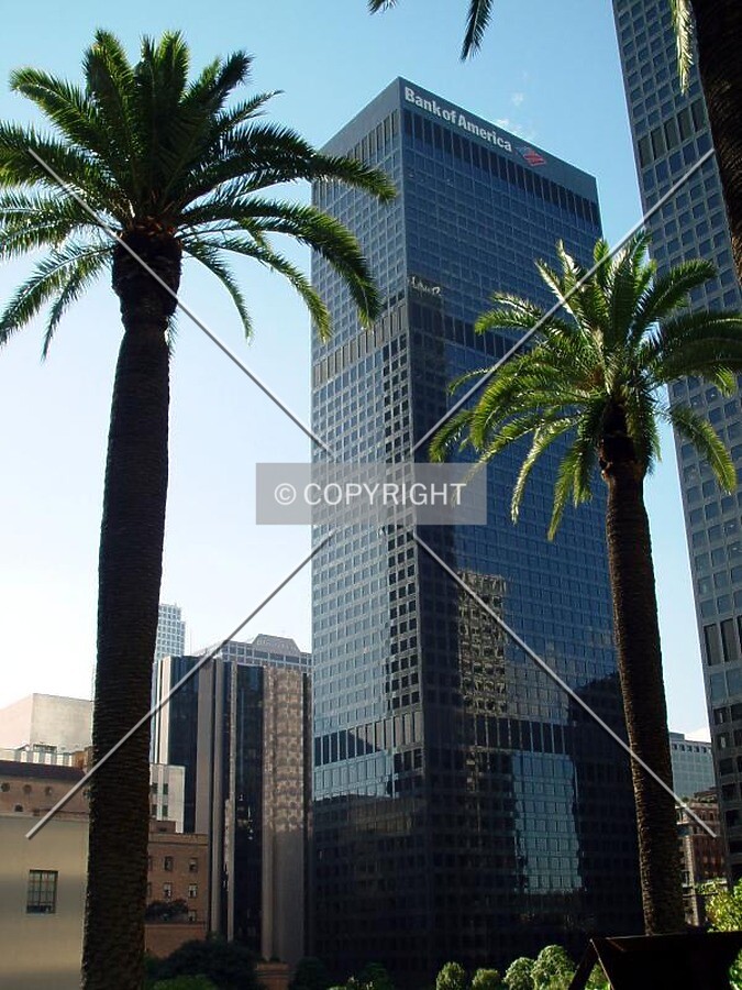 Palms are everywhere in LA