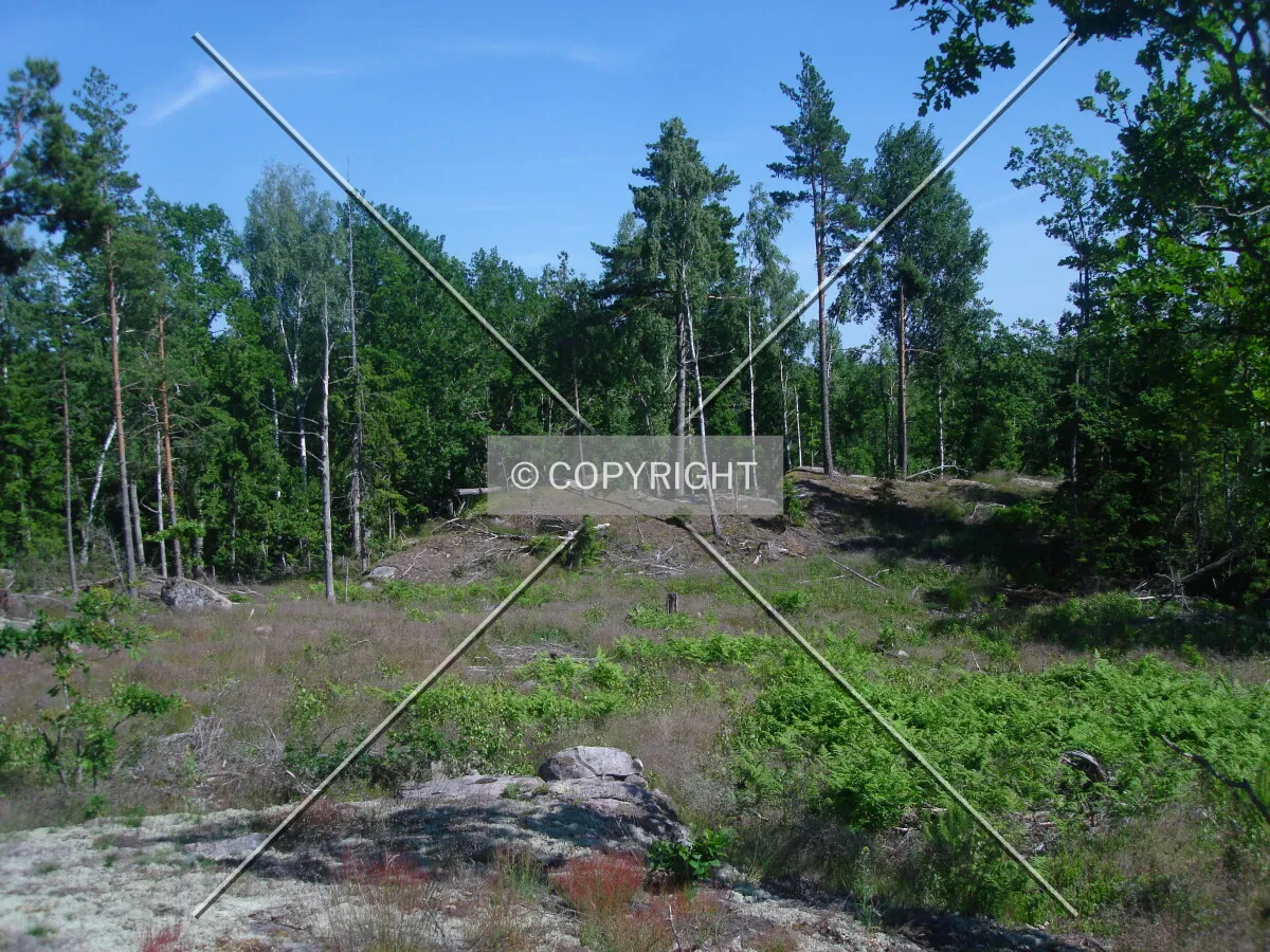 clearing in the forest