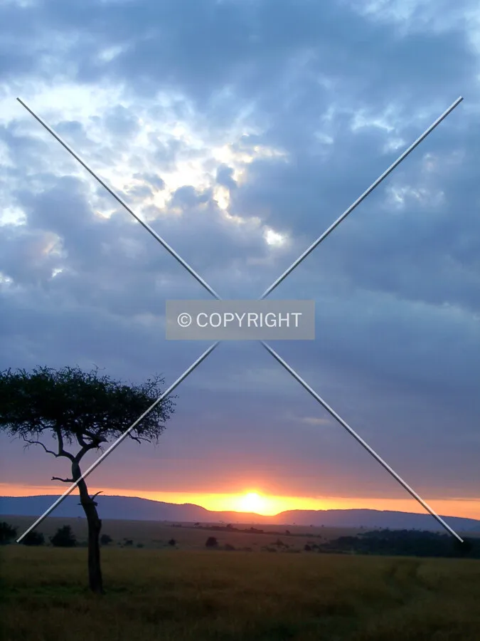 umbrella thorn, sunrise, Africa