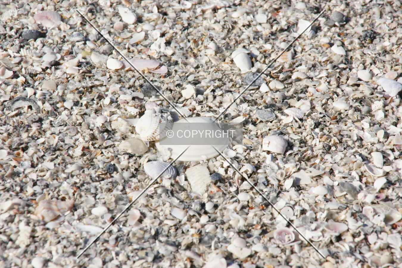 Shells on a coastline