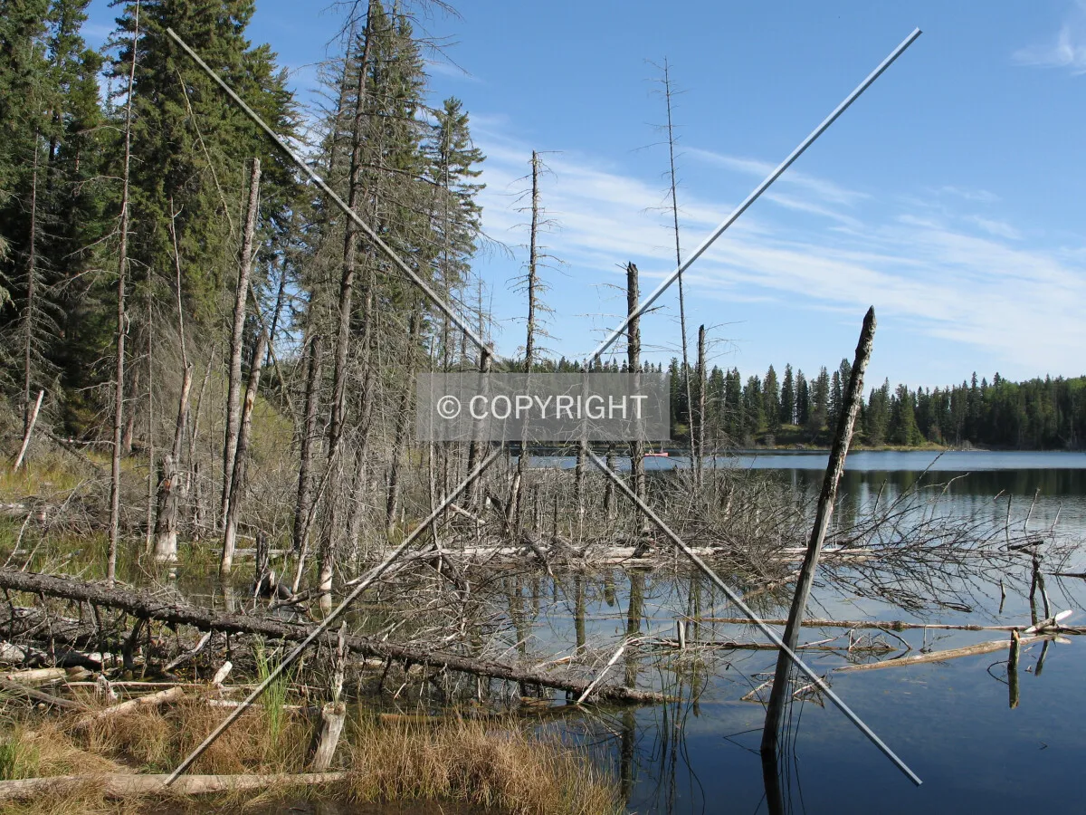 View along Shilliday Lake