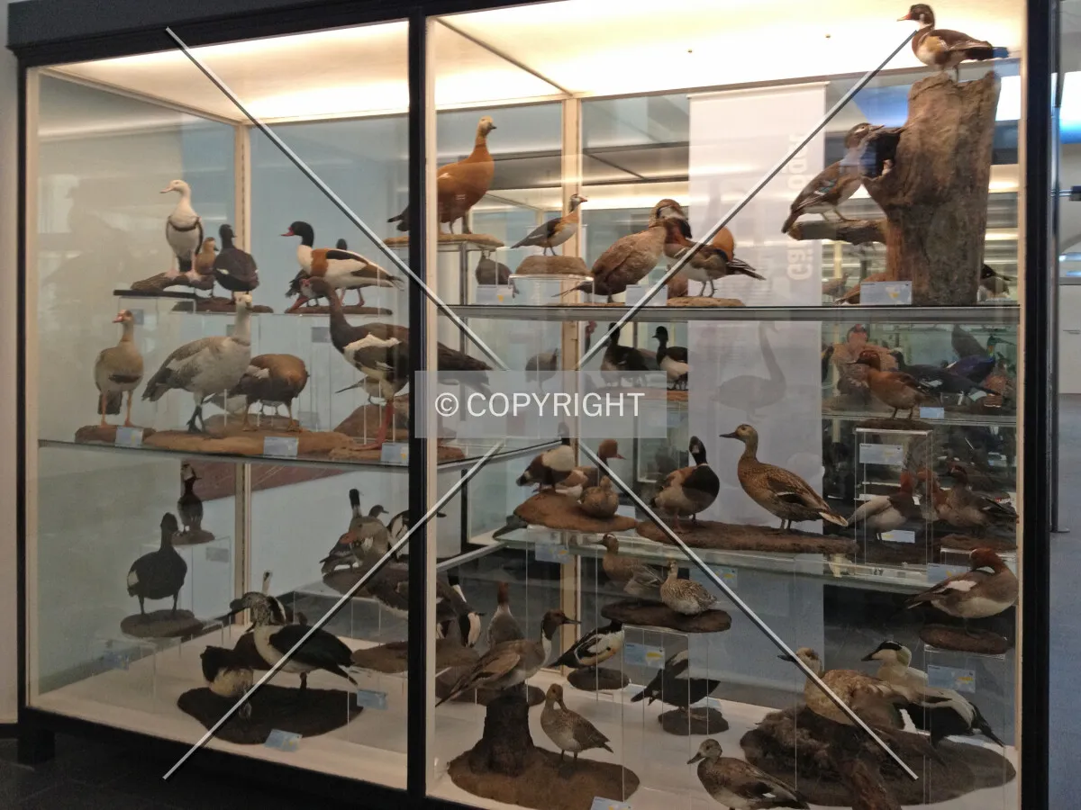 Display cabinets showing preparated birds