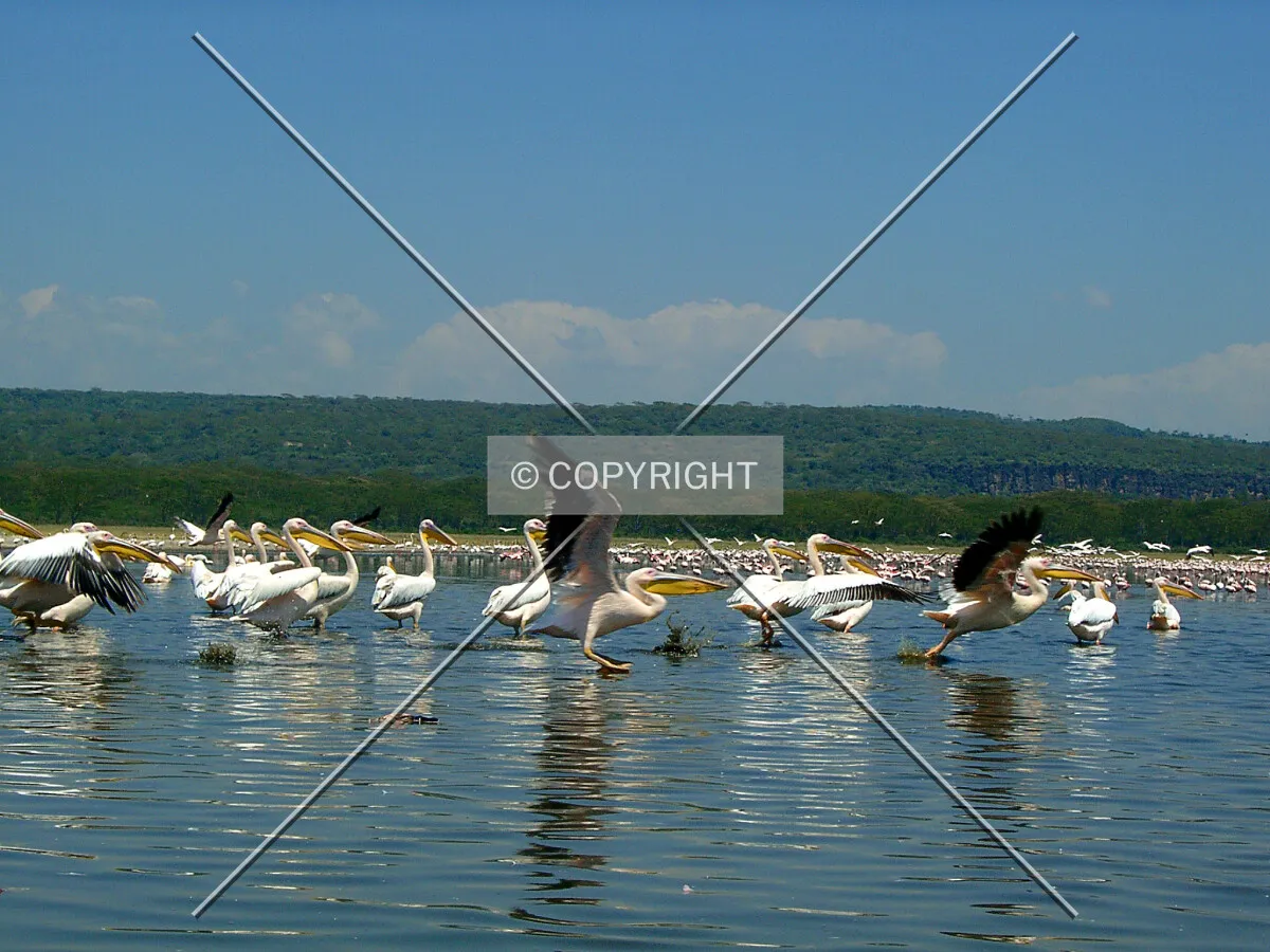 Pelicans at Lake Nakuru Nationalpark