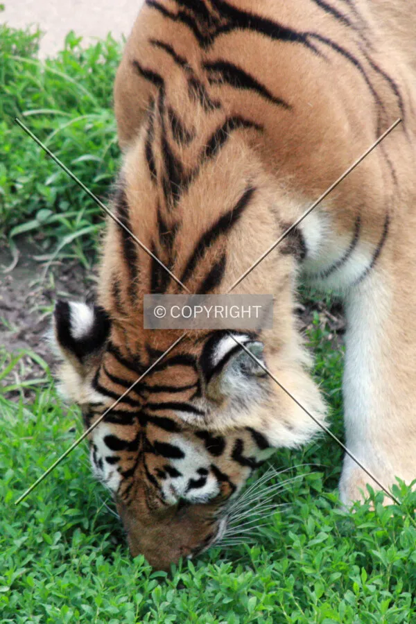 A tiger sniffing the ground