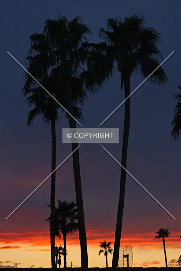 Palm trees during an Arizona sunset