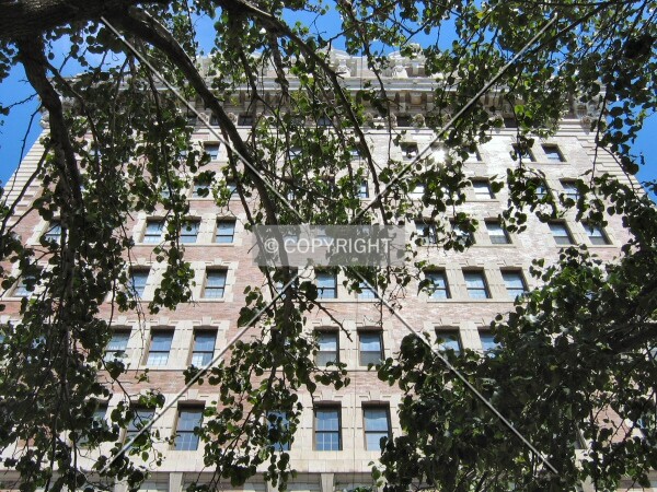 Looking up through trees along Charles Street