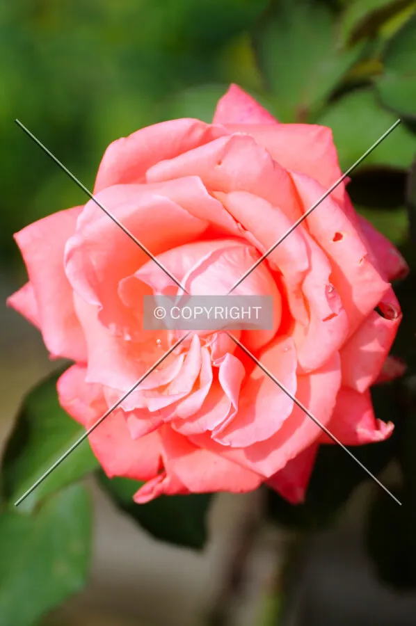 Pink Rose