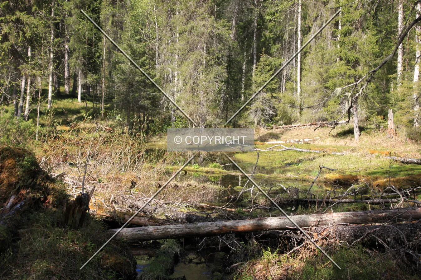 Oulanka national Park