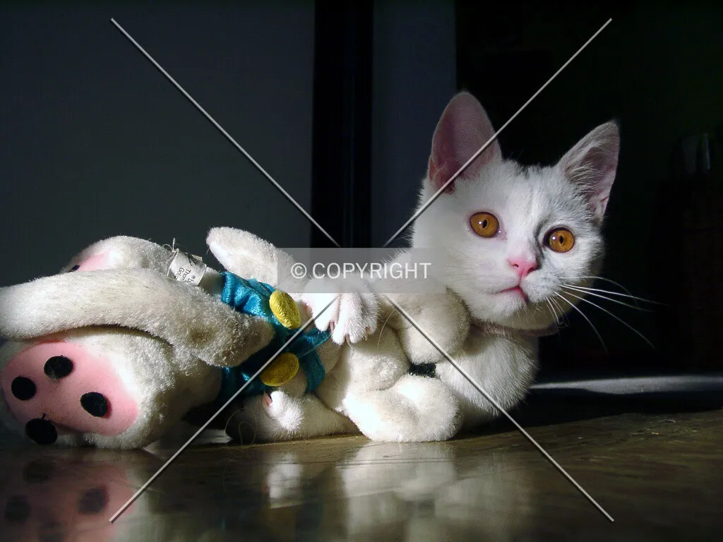 A white cat is playing with a toy