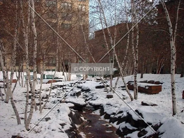 Birch trees and the first winter snowfall in Mears Park