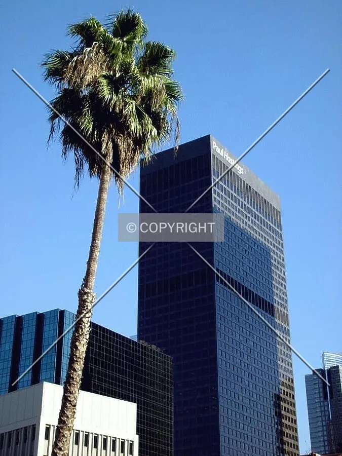 Palms compete with buildings in Los Angeles