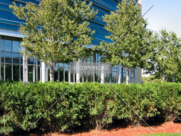 Landscaping along the northeast corner
