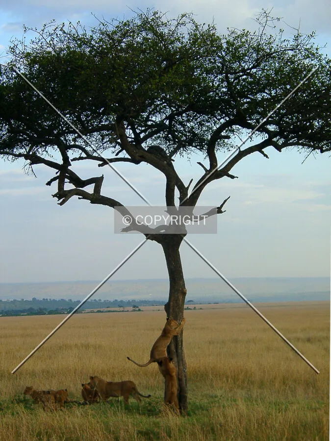 Babylions playing and climbing