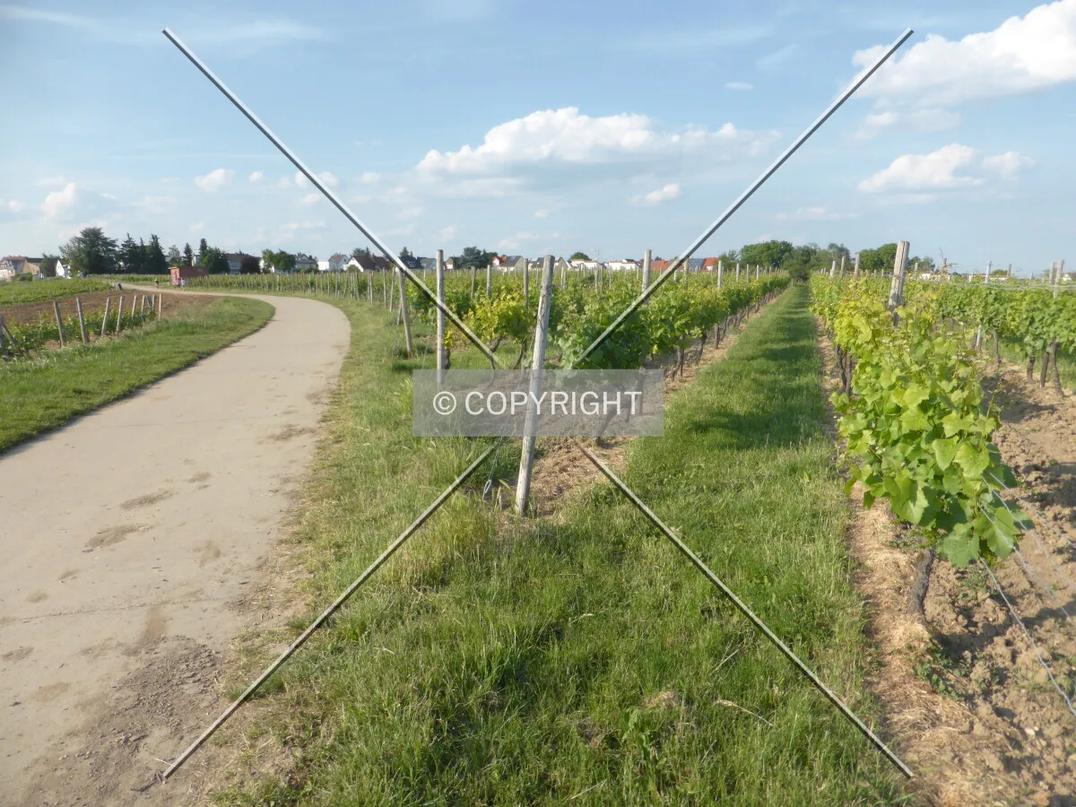 Vineyards around Flörsheim-Wicker