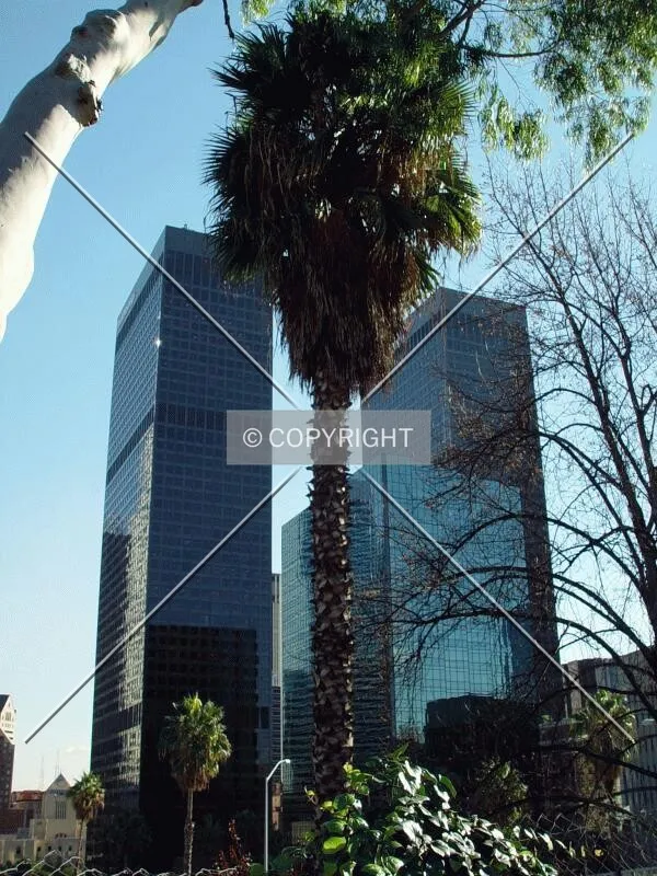 Palms and skyscrapers