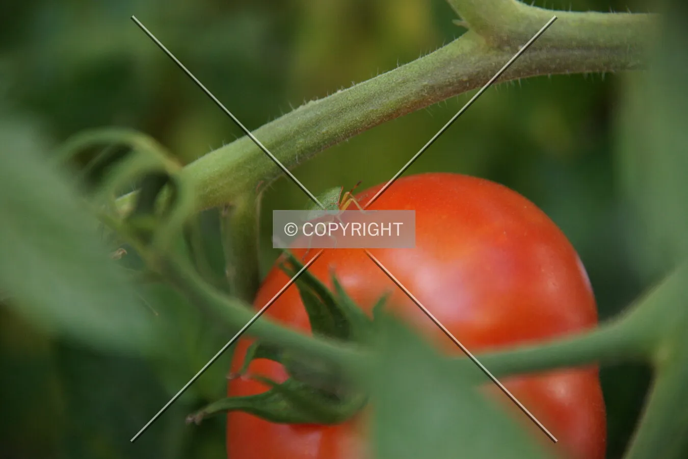 A red tomato between green leaves; small bug sitting on the tomato