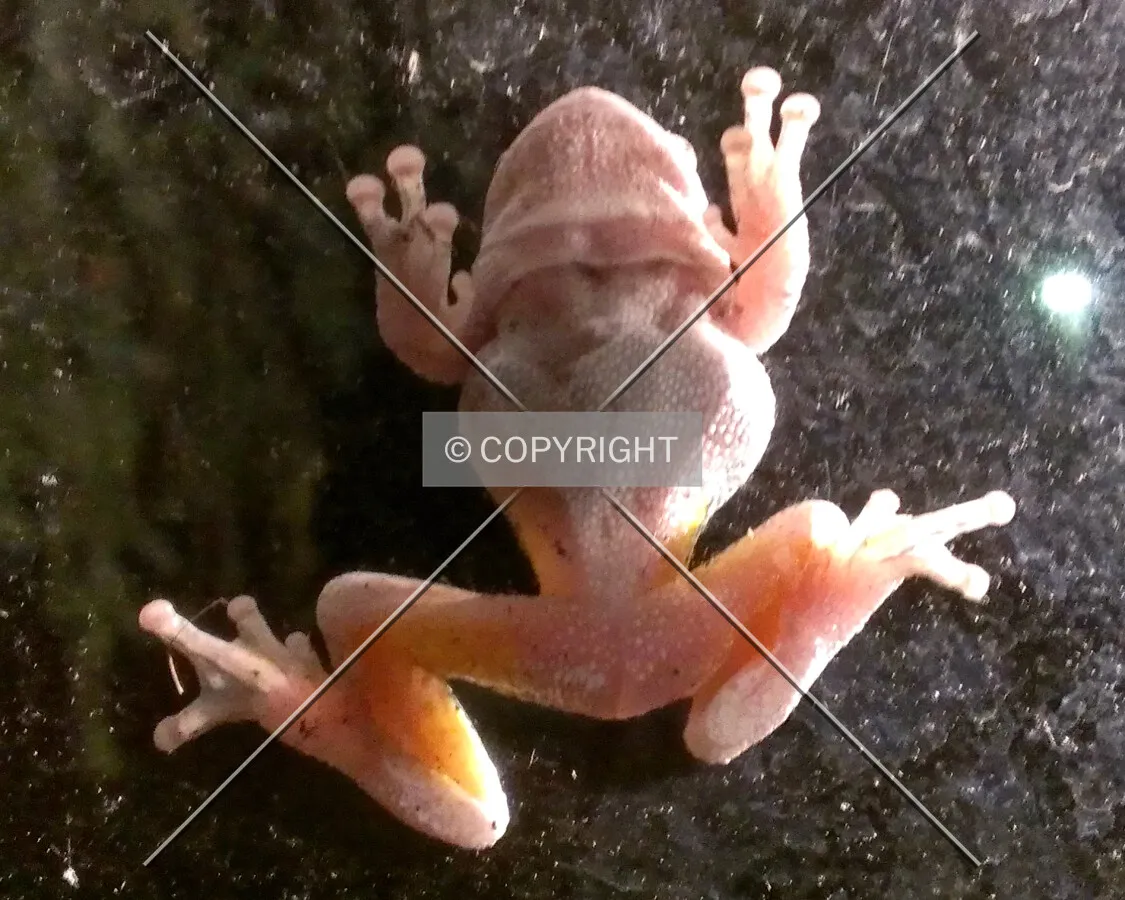 A frog climbing a window at night