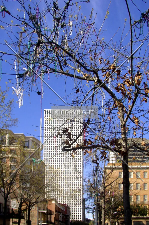 Looking north along St. Charles Avenue with leftover Mardi Gras beads tangled in the treetops