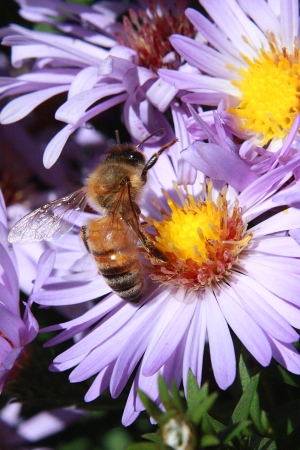 Bee on a flower