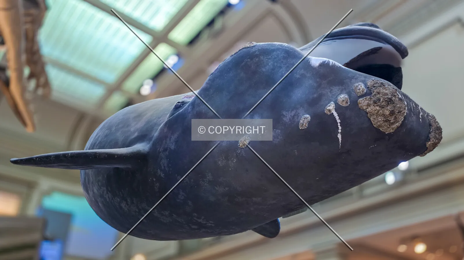 A model of a North Atlantic right whale (Eubalaena glacialis) hanging in the Sant Ocean Hall: April 14, 2025
