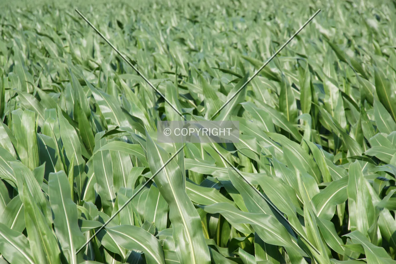Green leaves