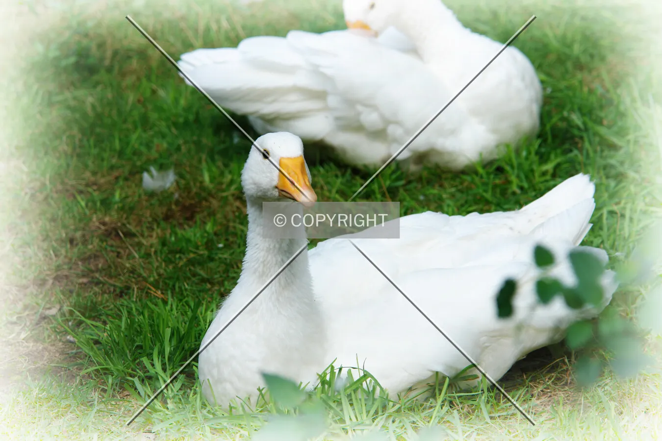 geese