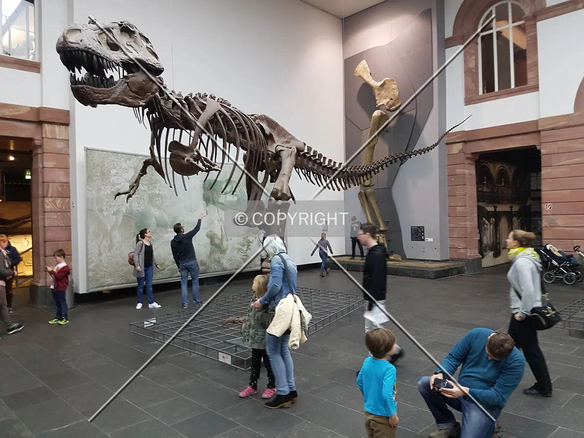 Photo 344-541-420