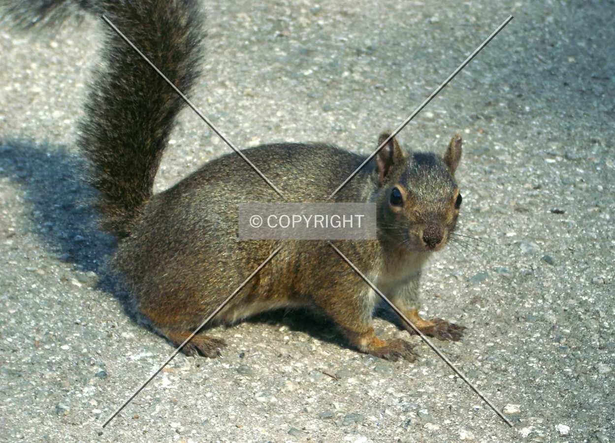 Squirrel on the street