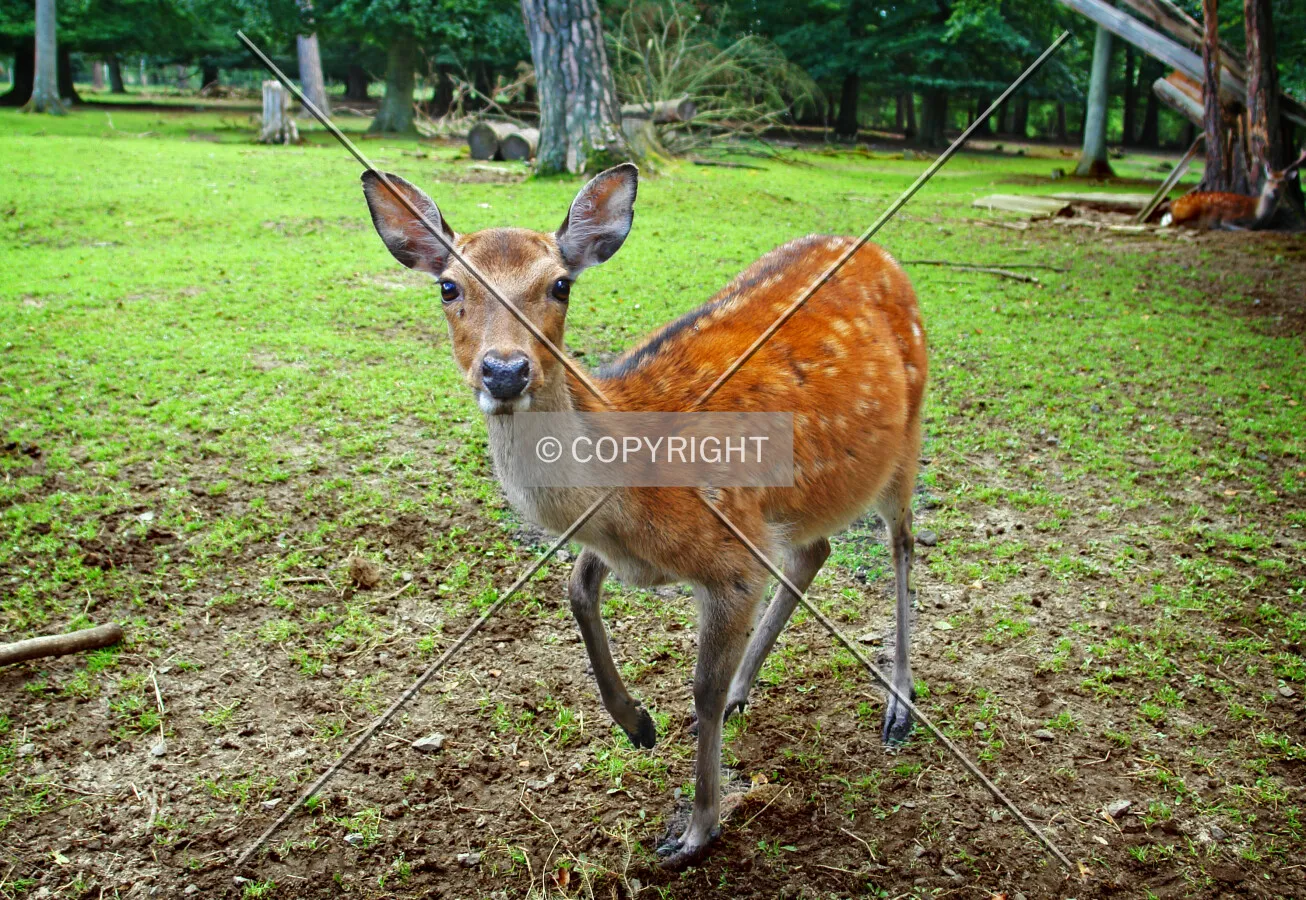 A Sika deer hence