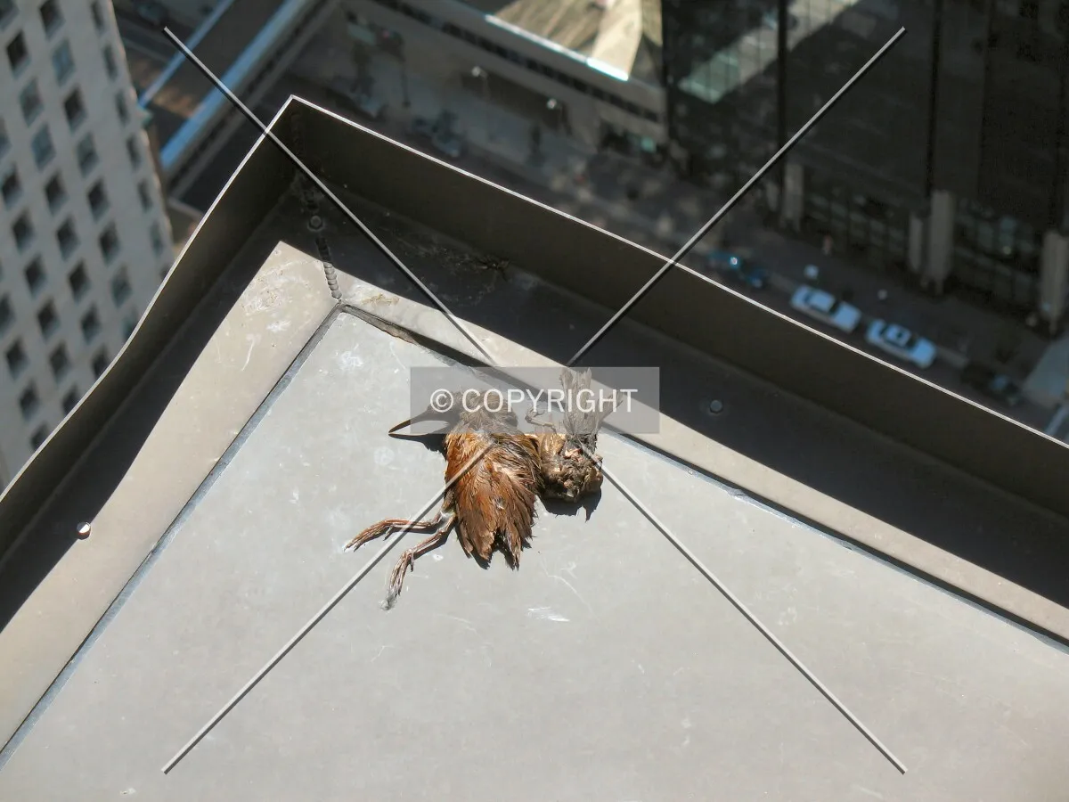 The remains of a songbird 770 feet above the sidewalk, eaten by the resident Peregrine Falcons of downtown Minneapolis