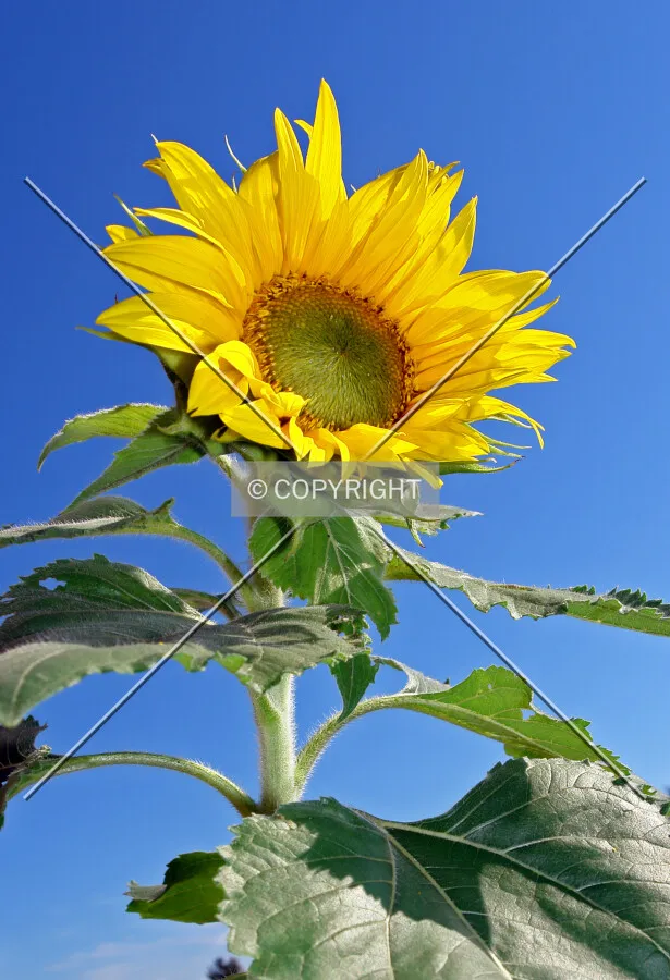 sunflower with blue sky