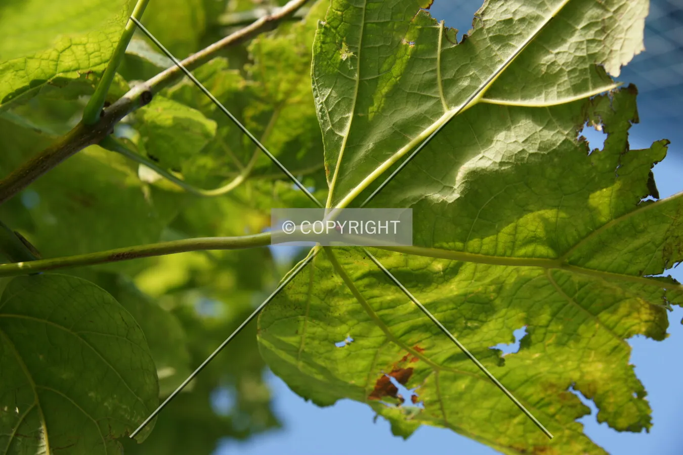 A green leaf on a tree