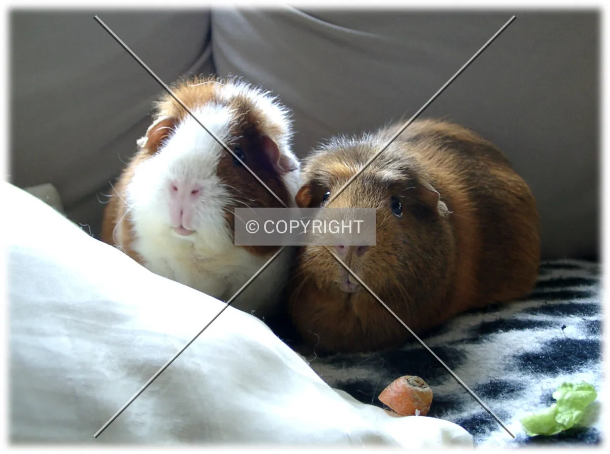 Guinea Pigs