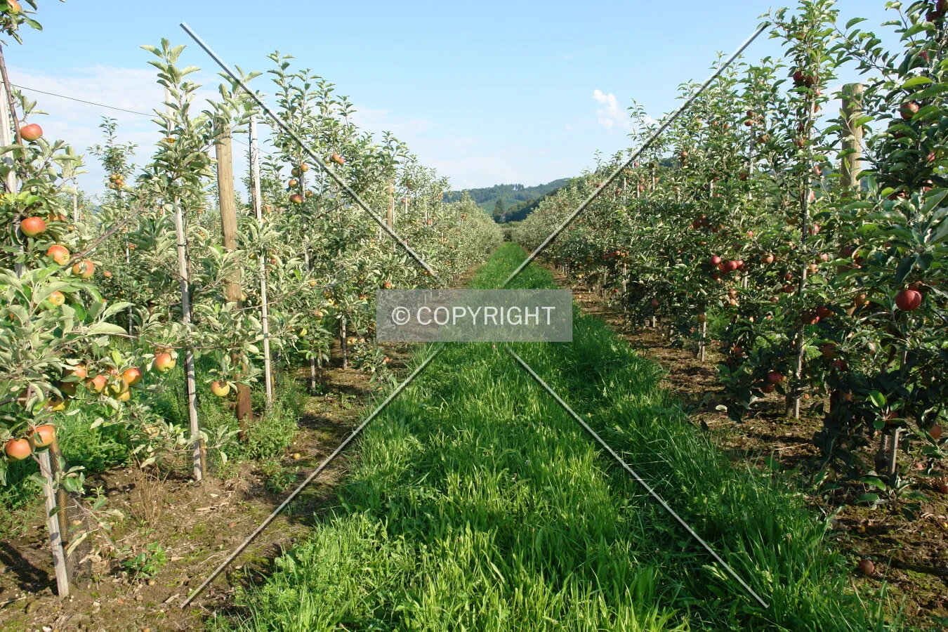 A field were apples are grown