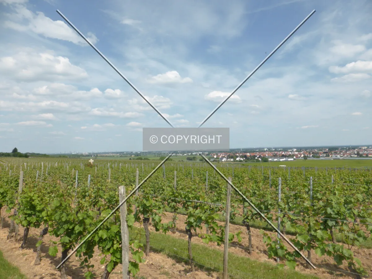 Vineyards around Flörsheim-Wicker