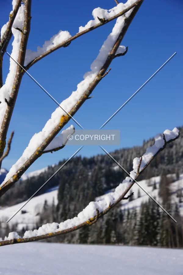Branches in front of a winter landscape
