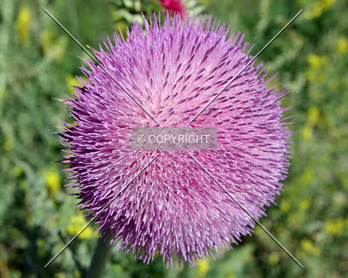 A purple wildflower