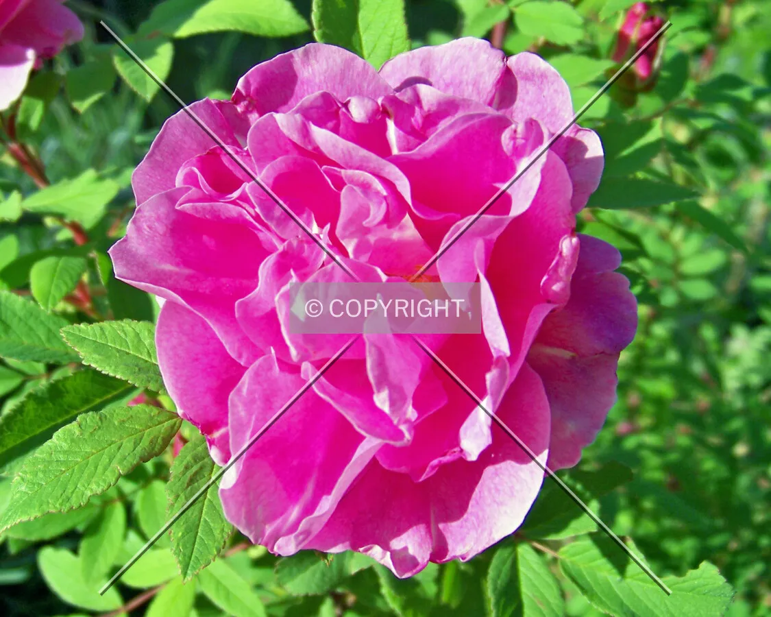 A pink rose in full bloom
