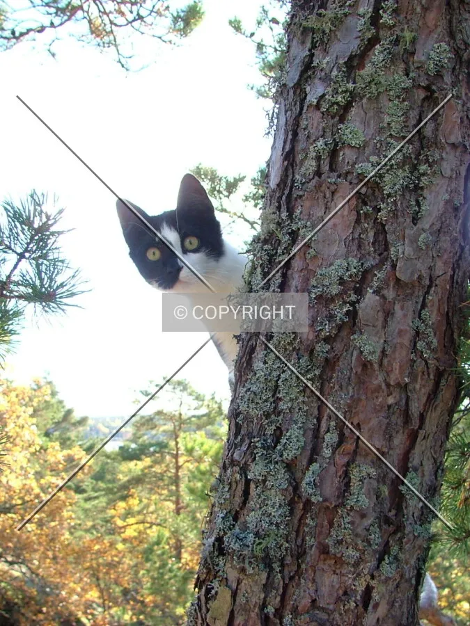 cat on a tree in autumn