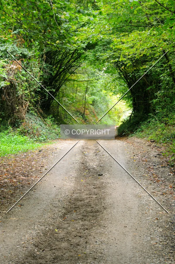 Path crossing the forest