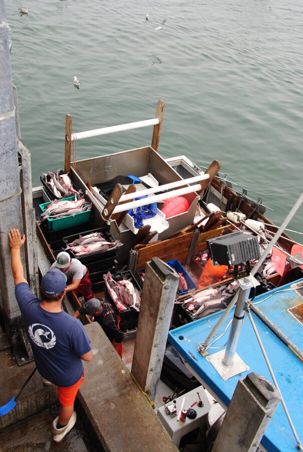Fishing boat unloading the daily catch