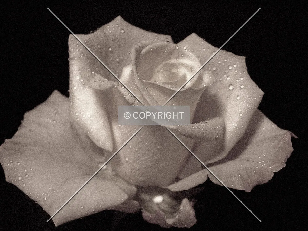 Photo 373-229-717