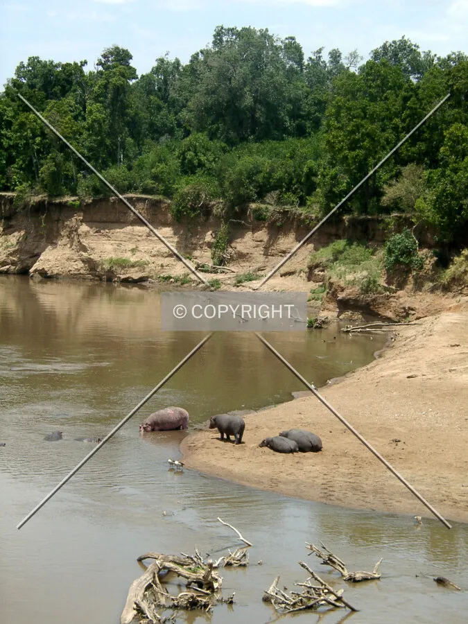 hippos taking a bath