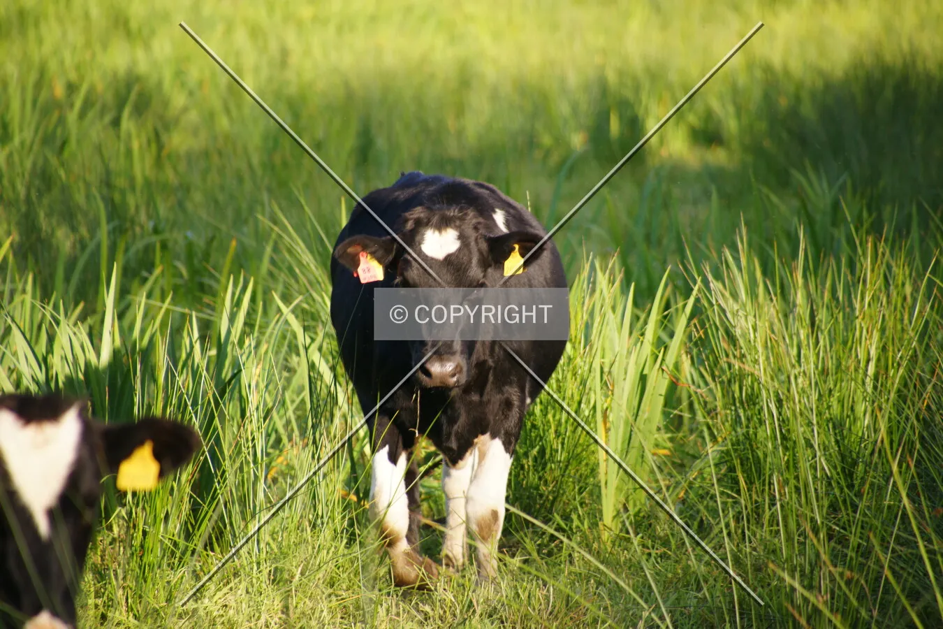 A cow on grassland