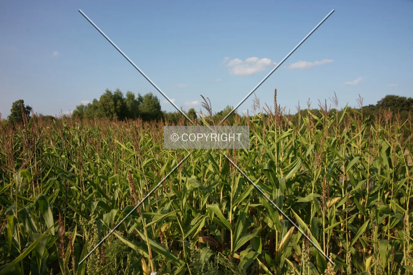 A green cornfield on a sunny day
