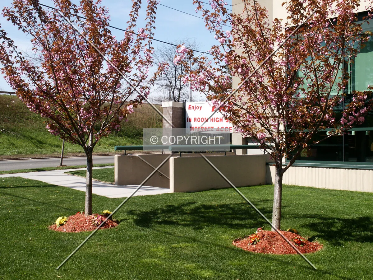 Landscaping near the southeast corner