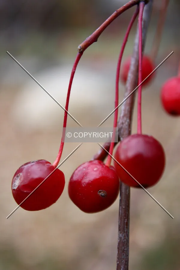 Berries on a tree