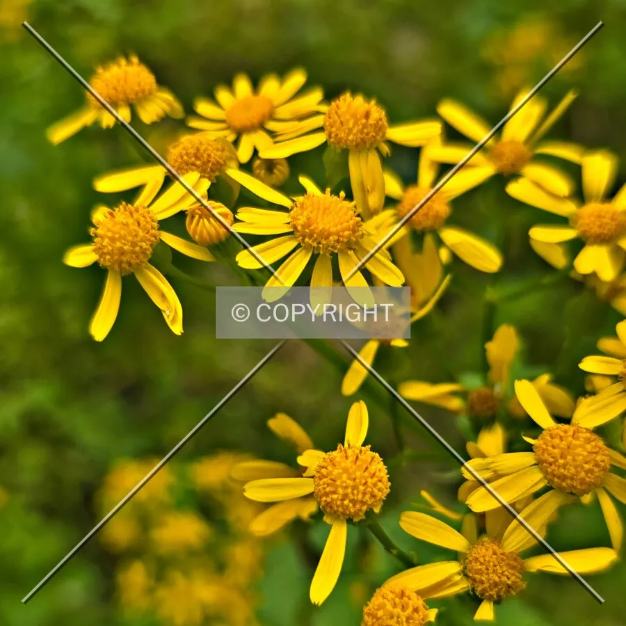 Butterweed, Thursday, May 8, 2025