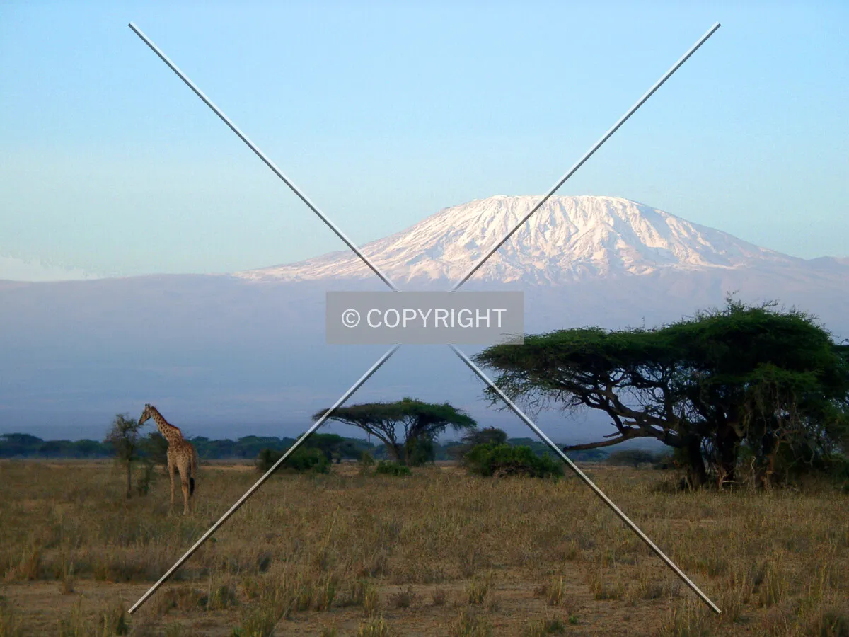 baby giraffe in front of Kilimanjaro